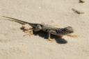 white sands lizard