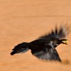 hungry blackbird
